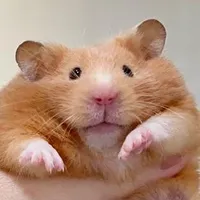 original sound - hamsterthailand