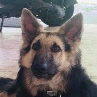 shadow_gsd_pup