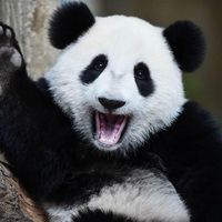 原聲 - pandababy3s