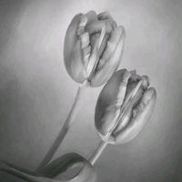 original sound - Tulip_Ponnu
