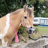 ponyhof..evie