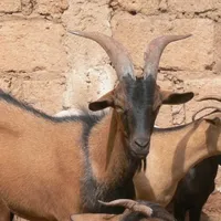 original sound - senegalaise21