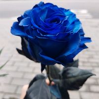 tanya.33777