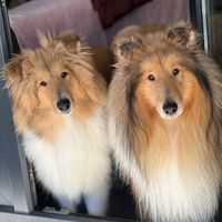 dolcecollie