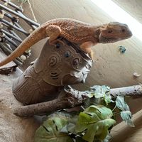 breadeddragon1