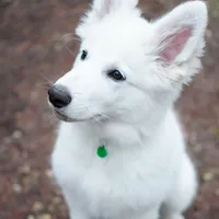 original sound - cukier_thebos