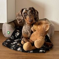 bambi_dachshund_