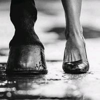 whoa.wolk.horse.oasis