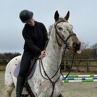 t.p_horses