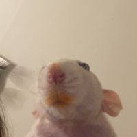 alphamalerat