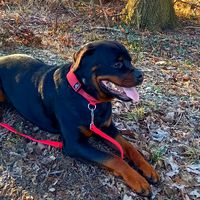 rottiboys2.0