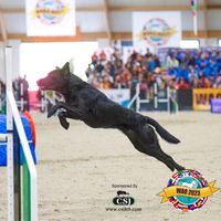 nia.agility