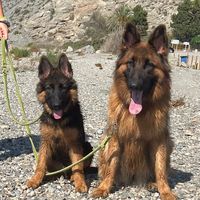 asiagermanshepherd.gsd