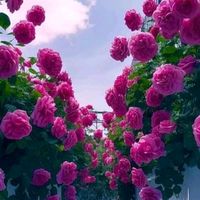 abdullahkarimi05