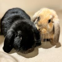 brynheulogbuns24