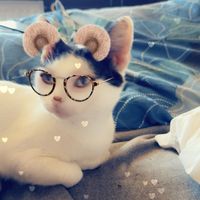 astro_pysiek