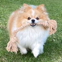 thepomlouis