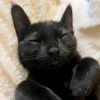 adopt._.a._animallll