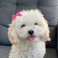 mia.mini.maltipoo