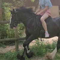tinkerpony_alfi