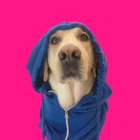 life.with.a.labradorr