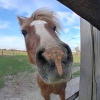 flikaequestrians