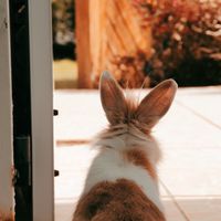 bunnies.socks