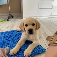 original sound - djangolabrador