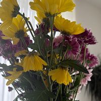 flu243