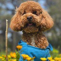 kiko.the.mini.poodle