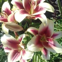 original sound - sophie.fanthorpe1