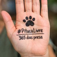 Pituca vai voltar