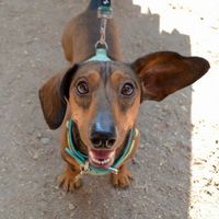 tacilbassotto
