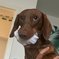 pablitothedachshund