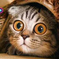 original sound - _animals_house_tv