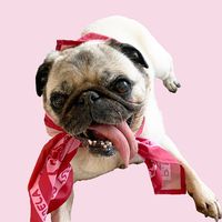 pugwiththelongtongue