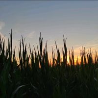 Originalton - Anuer Rahim