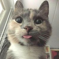 holymolykittens