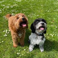 daisyrosie.cockapoos