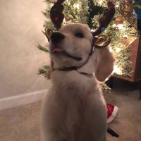 count.untilchristmas