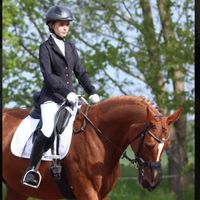 merle_equestrianlife