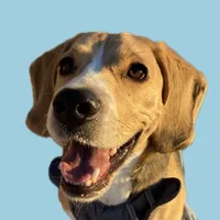 original sound - iron__thebeagle