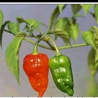 nikoenikuevimigbofun1