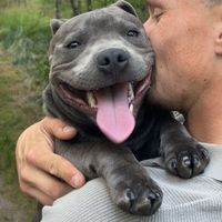champ.the.staffy