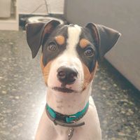 lilo.bodeguero
