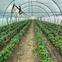 yanisagro_777