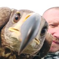 оригинальный звук