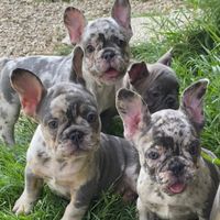 esoticbulldogdiluongou