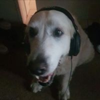 оригинальный звук