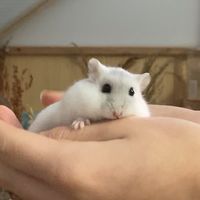 hamsterhandmade
